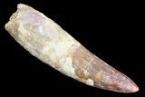 Real Spinosaurus Tooth - Monster Dinosaur Tooth #82976-1